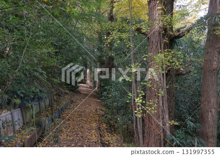 Autumn at Sarugai Shell Mound / Sarugaiyama Shell Mound (Kawaguchi City, Saitama Prefecture) 131997355