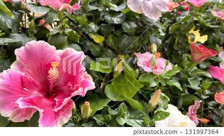 Colorful hibiscus flowers, Iejima, Okinawa Colorful hibiscus flowers, Iejima, Okinawa 131997364