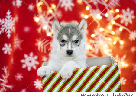 Cute husky puppy sitting inside a striped gift box on a red Christmas background with glowing lights and snowflakes. Ideal for winter holiday designs, ads, and seasonal greetings. Cute husky puppy sitting inside a striped gift box on a red Christmas background with glowing lights and snowflakes. Ideal for winter holiday designs, ads, and seasonal greetings. 131997630