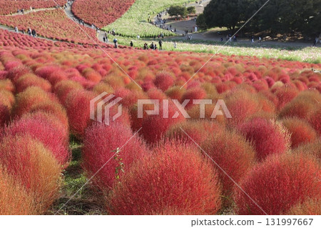 Autumn leaves Kokia 131997667