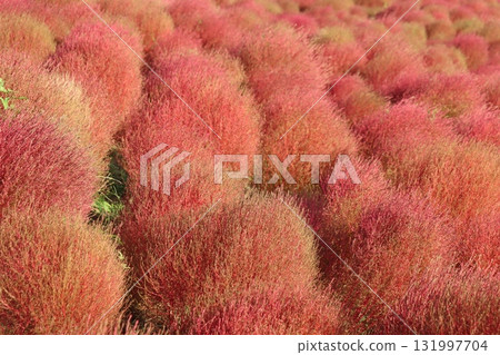 Autumn leaves Kokia Autumn leaves Kokia 131997704