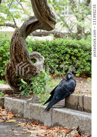 一隻烏鴉站在一棵旋轉的樹旁 131998238