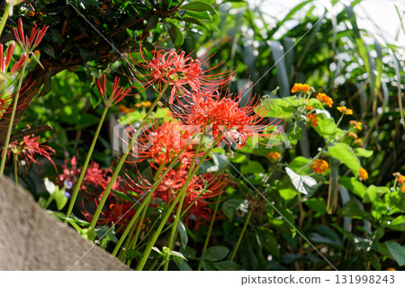 低角度:鮮紅色的石蒜(Lycoris radiata) 低角度:鮮紅色的石蒜(Lycoris radiata) 131998243