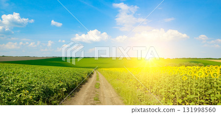 Rural dirt road through sunflower and green fields under bright summer sun with blue sky, scenic countryside agriculture background and copy space for nature and farming concepts Rural dirt road through sunflower and green fields under bright summer sun with blue sky, scenic countryside agriculture background and copy space for nature and farming concepts 131998560