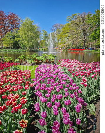 Lisse, Holland, Netherlands - April 25, 2025: Keukenhof Park with winding beds of multicolored tulips and lush green lawns with visitors strolling through the famous Dutch flowers garden Lisse, Holland, Netherlands - April 25, 2025: Keukenhof Park with winding beds of multicolored tulips and lush green lawns with visitors strolling through the famous Dutch flowers garden 131998665