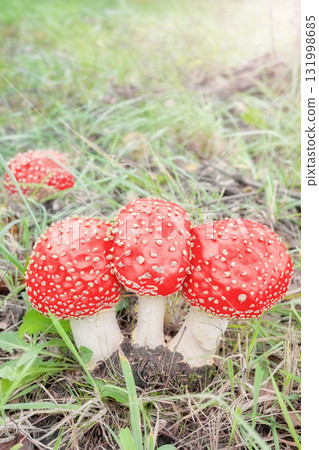 Fly agaric mushrooms, selective focus. 131998685