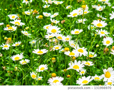 Cute chamomile in full bloom 131998970