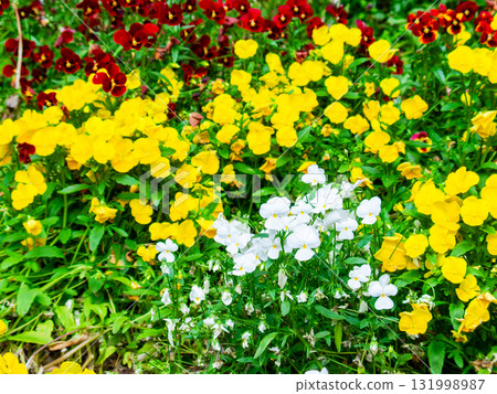 多彩的中提琴花壇 多彩的中提琴花壇 131998987