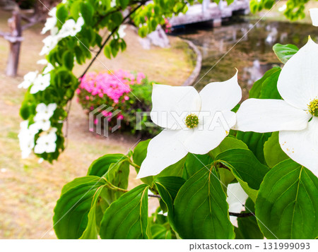 麓山公園的粕屋花夏日風景 131999093