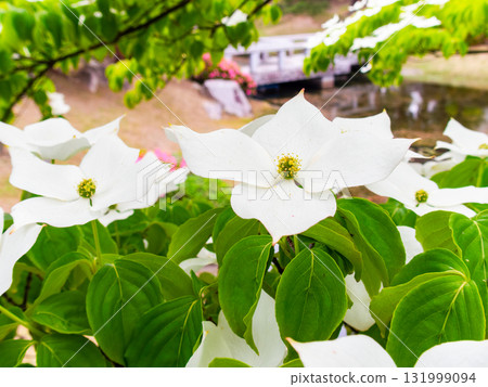 Summer scenery of Kasuya blooming in Fumotoyama Park 131999094