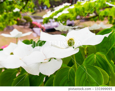 Summer scenery of Kasuya blooming in Fumotoyama Park Summer scenery of Kasuya blooming in Fumotoyama Park 131999095