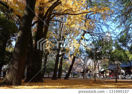 Autumn at Kawaguchi Shrine (Kawaguchi City, Saitama Prefecture) Autumn at Kawaguchi Shrine (Kawaguchi City, Saitama Prefecture) 131999187