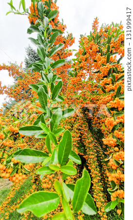 Close-up of a hippophae tree branch with clusters of bright orange berries and green leaves. The background is blurred, emphasizing the vibrant fruit. 131999417