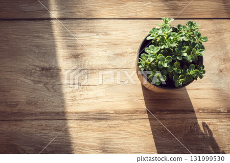 Small green succulent in pot casting shadow 131999530