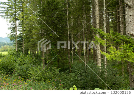 Coniferous forest, many evergreen spruce trees in the forest 132000136