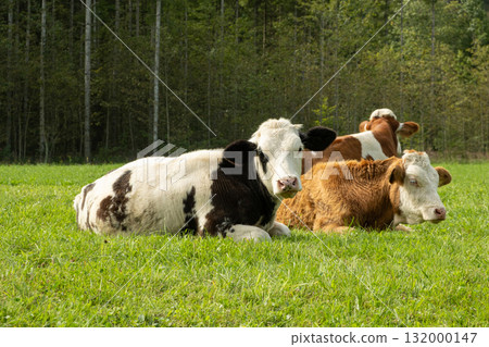 Brown and White Cows Grazing in Idyllic Countryside Landscape Brown and White Cows Grazing in Idyllic Countryside Landscape 132000147