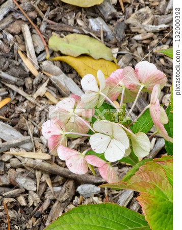A cluster of aging pink hydrangea flowers with petals fading in the sunlight, surrounded by lush green leaves, highlighting fall bloom. A cluster of aging pink hydrangea flowers with petals fading in the sunlight, surrounded by lush green leaves, highlighting fall bloom. 132000398