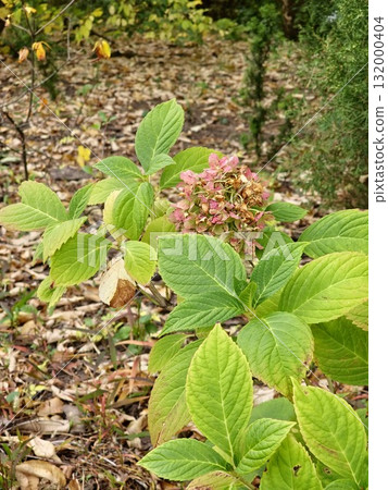 Cluster of aging pink hydrangea flowers with petals fading in the sunlight, surrounded by lush green leaves, highlighting the fall bloom. 132000404