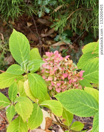 A cluster of aging pink hydrangea flowers with petals fading in sunlight, surrounded by lush green leaves, highlighting the fall bloom. 132000405