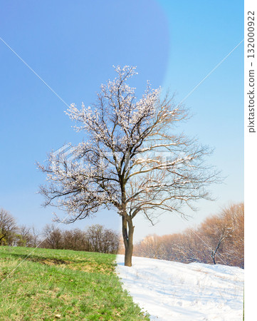 Lonely apricot tree in different seasons 132000922