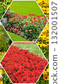 Collage of Vibrant Summer Flowers and Garden Landscaping in Hexagonal Frames 132001507