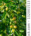 Cluster of Ripening Green Jujube Fruits Hanging on a Tree Branch 132001513