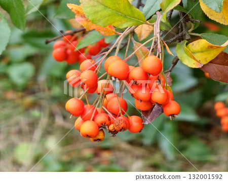 Clusters of yellow berries of the red firethorn, Pyracantha coccinea in autumn garden. Orange fruits of the narrow-leaved firethorn, an evergreen thorny shrub in Rosaceae family. Also known as golden Clusters of yellow berries of the red firethorn, Pyracantha coccinea in autumn garden. Orange fruits of the narrow-leaved firethorn, an evergreen thorny shrub in Rosaceae family. Also known as golden 132001592
