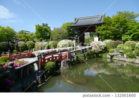 妙滿寺 - 京都市左京區岩倉旗田町,參道與正門的杜鵑花 妙滿寺 - 京都市左京區岩倉旗田町,參道與正門的杜鵑花 132001600