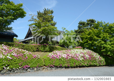 Azaleas in the grounds of Myomanji Temple, Iwakura Hataedacho, Sakyo Ward, Kyoto City Azaleas in the grounds of Myomanji Temple, Iwakura Hataedacho, Sakyo Ward, Kyoto City 132001665