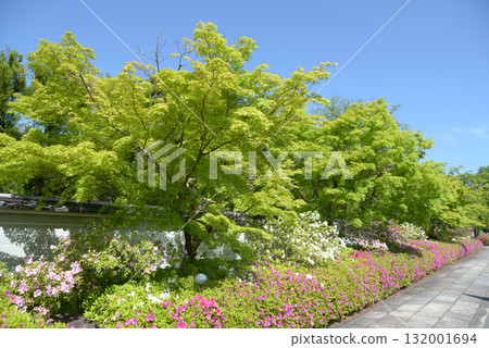 Myomanji Temple - Fresh greenery and azaleas in the grounds, Iwakura Hataedacho, Sakyo Ward, Kyoto City Myomanji Temple - Fresh greenery and azaleas in the grounds, Iwakura Hataedacho, Sakyo Ward, Kyoto City 132001694
