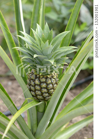 菠蘿 132001981