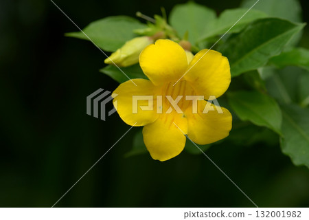 紅斑常春藤 紅斑常春藤 132001982