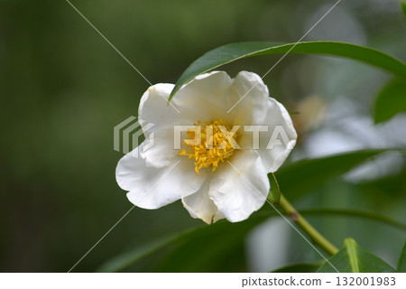 Sichuan Datou Tea Taiwan Camellia 132001983