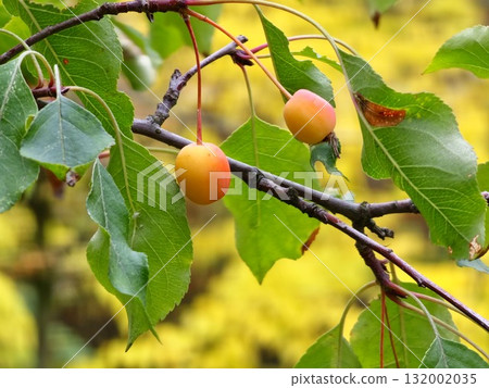 Malus Prunifolia branch with fruits in october. Little yellow fruits on Plumleaf crab apple tree. Malus prunifolia or Chinese crabapple apples. Malus Prunifolia branch with fruits in october. Little yellow fruits on Plumleaf crab apple tree. Malus prunifolia or Chinese crabapple apples. 132002035