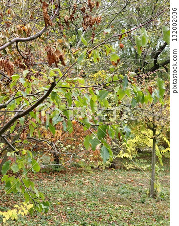 Plumleaf crab apple or Malus Prunifolia branch with fruits in october. Little yellow fruits on a Plumleaf crab apple tree. Malus prunifolia or Chinese crabapple apples. Plumleaf crab apple or Malus Prunifolia branch with fruits in october. Little yellow fruits on a Plumleaf crab apple tree. Malus prunifolia or Chinese crabapple apples. 132002036
