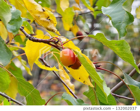 Plumleaf crab apple or Malus Prunifolia branch with fruits in october. Little yellow fruits on the Plumleaf crab apple tree. Malus prunifolia or Chinese crabapple apples. 132002037