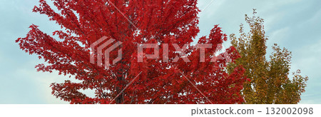 Beautiful autumn nature background, branches of maple tree with red leaves Beautiful autumn nature background, branches of maple tree with red leaves 132002098