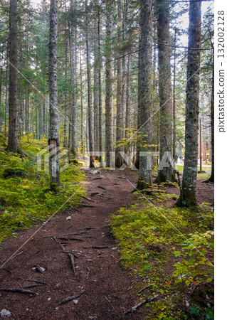 Narrow forest path surrounded by thin trees in autumn woodland. Peaceful natural landscape, no people visible. Narrow forest path surrounded by thin trees in autumn woodland. Peaceful natural landscape, no people visible. 132002128