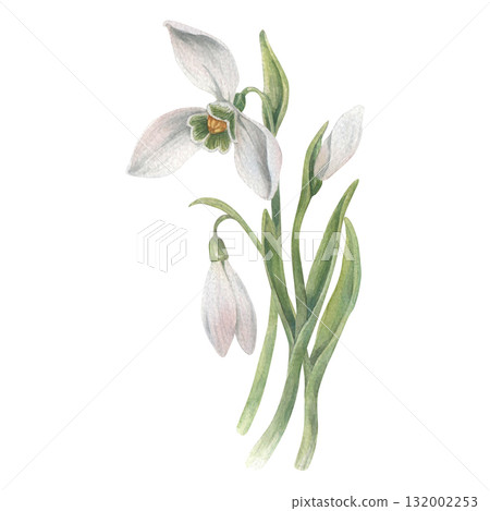 A bouquet of snowdrops flower. Watercolor illustration hand drawn and isolated on a white background. Perfect for decorating postcards, wedding invitations or other celebrations, tableware, textiles. A bouquet of snowdrops flower. Watercolor illustration hand drawn and isolated on a white background. Perfect for decorating postcards, wedding invitations or other celebrations, tableware, textiles. 132002253