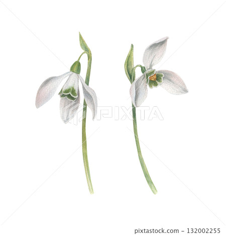 A set of snowdrops flowers. Watercolor illustration hand drawn and isolated on a white background. Perfect for decorating postcards, wedding invitations or other celebrations, tableware, textiles etc A set of snowdrops flowers. Watercolor illustration hand drawn and isolated on a white background. Perfect for decorating postcards, wedding invitations or other celebrations, tableware, textiles etc 132002255
