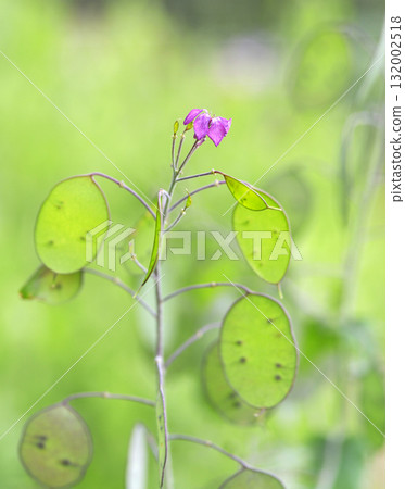 Primrose flower Primrose flower 132002518