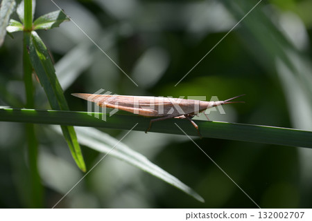 Atractomorpha lata 132002707