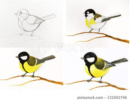 Bird drawing tutorial step by step. Instruction shows bird painting guide method art. School art class children education hobby learning. Realistic style white background illustration 132002746
