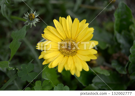 黃色非洲菊 黃色非洲菊 132002777