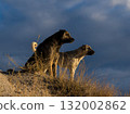 Two dogs watching the sunrise 132002862