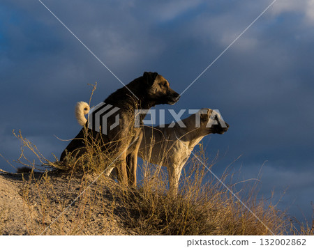 Two dogs watching the sunrise Two dogs watching the sunrise 132002862