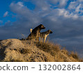 Two dogs watching the sunrise 132002864