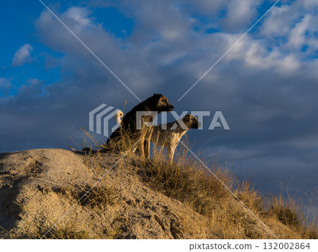 兩隻狗看日出 兩隻狗看日出 132002864