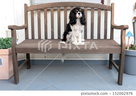 cavalier king charles spaniel young dog, on the wooden bench 132002976