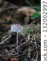 蘑菇。 132002997